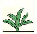 Tipo de tallo del cactus