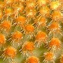Shape of the spines on the cactus