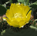 Shape of flowers on the cactus