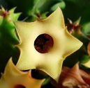 Shape of flowers on the cactus