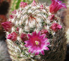 Shape of flowers on the cactus