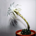 Shape of flowers on the cactus