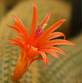 Shape of flowers on the cactus