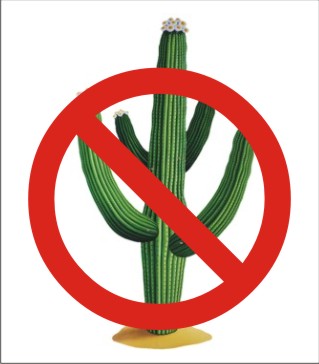 No es un cactus